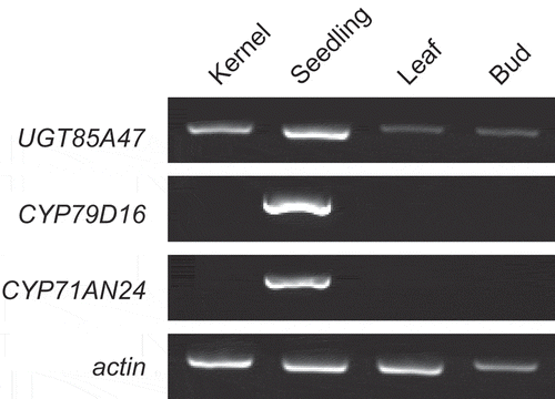 Figure 1. Expression analysis of UGT85A47, CYP79D16, and CYP71AN24 in Japanese apricot by RT-PCR. cDNA synthesized from kernels, seedlings, leaves, and buds was used for RT-PCR. Gene encoding actin served as an internal control.