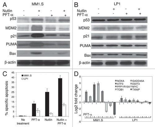 Figure 5 Transcriptional blockade by PFT-α induced apoptosis of MM1.S cells. Cells were pre-treated with 15 µM PFT-α for 4 hrs followed by 5 µM nutlin for additional 6 hrs. (A) Immunoblot indicating that pretreatment of MM1.S cells with PFT-α repressed p53 transcriptional targets p21, MDM2, PUMA and Bax upon nutlin treatment, while not altering p53 levels. (B) Immunoblot showing expression of p53 and its transcriptional targets in nutlin-induced PFT-α treated LP1 cells. (C) Quantitation of apoptosis assay by FCM for nutlin-induced MM1.S and LP1 cells pretreated with PFT-α. Pretreatment of MM1.S cells with PFT-α augmented the apoptotic response to nutlin. PFT-α did not interfere with nutlin-induced apoptosis in LP1 cells. Data are mean ± SD of duplicate measurements. (D) Gene expression analysis by qRT-PC R in nutlin-induced MM1.S and LP1 cells in the presence or absence of p53 transcriptional inhibitor, PFT-α.