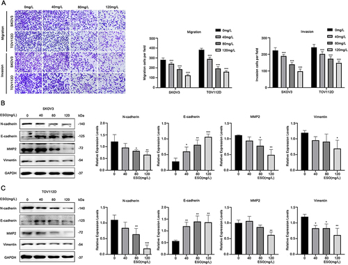 Figure 2 ESO inhibits the migration and invasion of ovarian cancer cells. (A) The Transwell model was used to detect the migration and invasion of SKOV3 and TOV112D cells treated with ESO for 24 h (magnification 100×). (B and C) Protein expression of N-cadherin, E-cadherin, MMP2, and vimentin in SKOV3 and TOV112D cells after treatment with ESO for 24 h. Data represent mean ± SD. *p<0.05, **p<0.01, ***p<0.001.