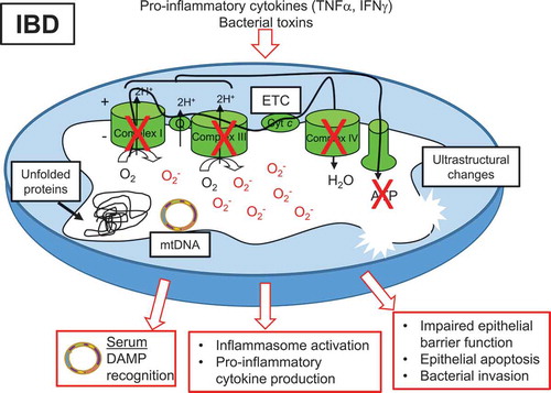 Figure 1. Mitochondrial dysfunction associated with IBD. Pro-inflammatory cytokines and bacterial toxins are implicated in mitochondrial alterations during IBD. Decreased activity of ETC complexes, decreased ATP levels, accumulation of mtROS, accumulation of misfolded or unfolded proteins in the matrix, and ultrastructural changes such as dissolved cristae have been reported in mitochondria of the epithelium of IBD patients. Subsequent loss of epithelial barrier integrity, epithelial cell apoptosis, and bacterial invasion have been demonstrated following mitochondrial dysfunction in the epithelium. mtDNA is released into the serum of IBD patients and serves as a DAMP for immune cell activation. Additionally, damaged mitochondria can signal inflammasome activation, leading to pro-inflammatory cytokine production.