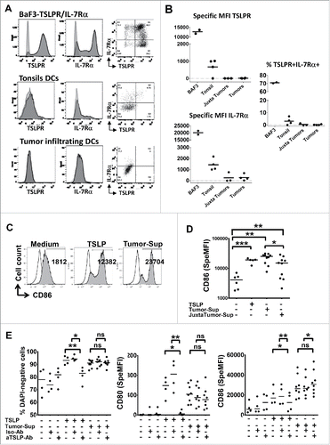 Figure 5. Rare tumor-infiltrating DC express TSLPR heterodimer and soluble tumor microenvironment activates DC independently of TSLP. (A) Representative IL-7Rα and TSLPR chains flow cytometry analysis of cell suspensions from digested healthy tonsils or tumor tissues or Ba/F3 cell lines. Isotype control antibodies, gray curves. Staining antibodies, black curves. (B) Specific mean fluorescence intensity (MFI) for each chain and percentage of TSLPR+/IL7Ralpha+ cells. Each symbol represents a different sample. Horizontal bars indicate the median. n = 4 independent experiments at least. (C–E) Freshly isolated blood CD11c+-DC from healthy donors were cultured 24 h without or with soluble tumor microenvironment or with exogenous rhTSLP. (C) Representative CD86 expression assessed by flow cytometry. Isotype control antibodies, gray curves. Staining antiboby, black curves. (D) CD86 MFI level. n = 3 independent experiments with six different blood DC donors and six different soluble tumor supernatants. (E) Percentage of viable (DAPI-negative) cells, specific MFI of CD80 and CD86. Specific MFI (SpeMFI) was measured on DAPI− cells, by subtracting the MFI of isotype staining from the MFI of Ab staining. n = 4 independent experiments with at least eight different blood DC donors and eight different soluble tumor supernatants. Horizontal bars indicate the median. Statistical significance is indicated for pairwise comparison of culture condition groups. Paired Student t test. *p < .05; **p < 0.01. Ns = non-significant.