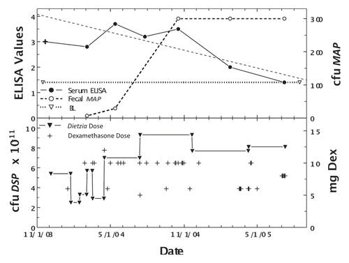 Figure 7 Longitudinal ELISA and fecal values for cow, Trixie, with lifetime intermittent Stage II or III disease at different doses of Dietzia and dexamethasone. Upper panel. Solid line is ELISA OD405 nm values and dashed line is fecal MAP. Symbol (+) signifies a positive AGID. Thin dashed lines denote best-fit of ELISA values. BL is 1.4 ELISA-positive/negative cutoff. Lower panel. Dose of Dietzia and dexamethasone.