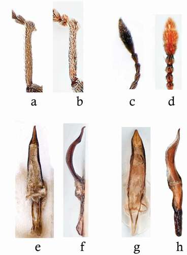 Figure 3. Left protibia of (a) C. meridionalis and (b) C. hoffmanni of the same specimens as those shown in Figure 2. Last antennomeres and club of (c) C. meridionalis and (d) C. hoffmanni. Aedeagus of C. meridionalis in (e) dorsal and (f) lateral views. Aedeagus of C. hoffmanni in (g) dorsal and (h) lateral views