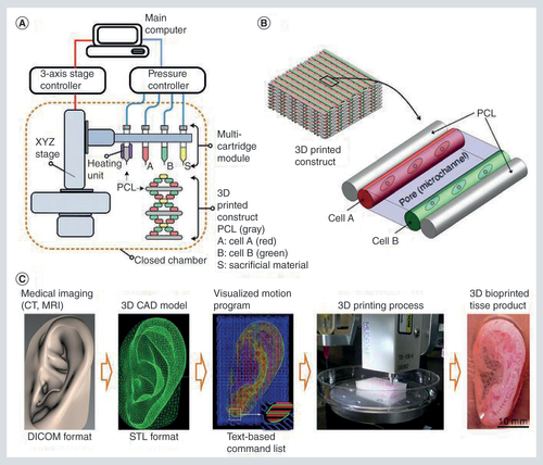 Figure 2. Human-scale tissue constructs. (A) Scheme showing 3D bioprinting technique. (B) Illustration of basic patterning of 3D architecture including multiple cell-populated hydrogels and supporting PCL polymer. (C) CAD/CAM process for automated printing of 3D shape-imitating target tissue or organ. A 3D CAD model developed from medical image data generates a visualized motion program, which includes instructions for XYZ-stage movements and actuating pneumatic pressure to achieve 3D printing.CAD: Computer-aided design; CAM: Computer-aided manufacturing; PCL: Poly(ε-caprolactone).Reproduced with permission from [Citation74] © Nature Publishing Group (2016).