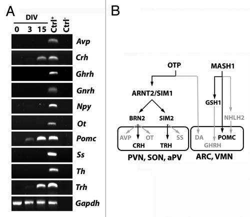 Figure 4. (A) RT-PCR analysis for the expression of hypothalamic peptides and tyrosine hydroxylase (Th), as markers of mature hypothalamic neurons, in AC1 cells at different time points of differentiation (0, 3, and 15 DIV) revealed the presence of Pomc transcript at 3 and 15 DIV and the expression of Crh and Trh at 15 DIV. The picture is representative of three independent experiments with consistent results. Ctrl+, positive control (adult mouse hypothalamus); Ctrl−, PCR negative control (RNA samples not retrotranscribed). Avp, arginine-vasopressin; Npy, neuropeptide Y, Ot, oxytocin; Pomc, proopiomelanocortin; Ss, somatostatin; Th, tyrosine hydroxylase; Gapdh, Glyceraldehyde 3-phosphate dehydrogenase. (B) Schematic representation of the transcription factors suggested to be required for the development of hypothalamic nuclei (hypothalamic transcription factor code) and the differentiation of neuroendocrine neurons in mouse. In gray those not expressed, and as well as the pathways not activated, in AC1 cells under the neuronal differentiation protocol. PVN, paraventricular nucleus; aPV anterior periventricular nucleus,; SON, supraoptic nucleus; ARC, arcuate nucleus; VMN, ventromedial nucleus; DA, dopaminergic neurons of the A11 group.