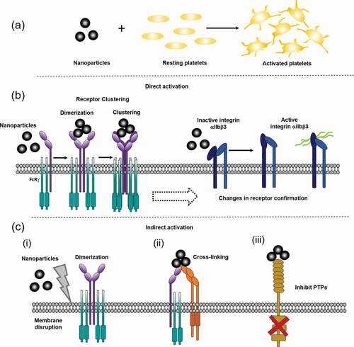 Figure 2. Schematics of potential mechanisms behind nanoparticle induced platelet activation. a) Nanoparticles are small particles (<100 nm) that can activate platelets, through different proposed mechanisms. b) Direct nanoparticle driven platelet activation. Nanoparticles could potentially bind directly to platelets, such as GPVI, leading to ITAM signaling, dimerization and clustering or through causing conformational changes in receptors, like integrin αIIbβ3 (GPIIb/IIIa) changes from an inactive confirmation to an active. c) Potential in-direct mechanisms for nanoparticle driven platelet activation. (i) nanoparticles cause general membrane disruption leading to receptor dimerization, (ii) nanoparticles crosslinking different platelet receptors, (iii) nanoparticle binding/activation leads to inhibition of protein-tyrosine phosphatases (PTPs)/ ITIM receptors, promoting platelet activation. Nanoparticles are not to scale, they are represented here are small nanoparticles (<50 nm), larger nanoparticles can be larger than the receptor height above the membrane (see Supplementary Figure 1)