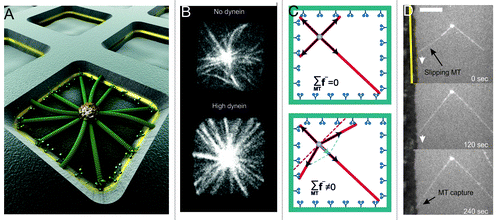 Figure 3. Dynein-mediated pulling and MT slipping lead to centrosome centering in a square chamber. (A) Artistic view of the experiment. Microtubules grow from a centrosome in a microfabricated chamber as described previously.Citation20 Dynein molecules are attached to a gold layer in the walls of the chambers. (B) Spinning disk confocal fluorescence images of MTs grown from centrosome in square chambers (side lengths: 15 μm), in absence (upper), or presence (lower) of dynein at the walls.Citation20 (C) Cartoon showing the net pulling force without (upper) and with (lower) MT slipping in a square geometry. (D) Evidence for MT slipping in vitro. A MT grows against a dynein coated barrier, slips and is then captured by dynein at the barrier. The gold barrier is indicated by the yellow line. Scale bar: 10 μm.