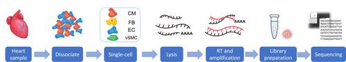 Figure 2 Experimental workflow of single-cell RNA-seq. The general experimental workflow of single-cell RNA- study begins with sample preparation. Prepared cells are captured by various single-cell methods. Reverse transcription of single-cell RNA is performed, followed by PCR amplification and library preparation of the resulting cDNA. Next-generation sequencing is performed to generate the raw reads.