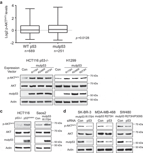 Figure 1. Mutp53 is associated with increased AKT phosphorylation levels in a breast cancer cohort and mutp53 activates AKT in cancer cells. (a) The mutation status of the p53 gene is associated with the phosphorylation levels of AKT at Ser473 (p-AKTS473) in human breast cancer specimens. An invasive breast cancer cohort from TCGA with known p53 mutation status (WT: n = 689; and mutp53: n = 251) and the levels of p-AKTS473 was used to analyze the association of p53 mutations with p-AKTS473 levels. Reverse phase protein arrays (RPPA) signals of p-AKTS473 were transformed to Log2 value. (b) Mutp53 increased AKT activity in human cancer cells as reflected by the levels of pAKTS473. Ectopic expression of mutp53 (R175 H, R248 W and R273 H) in p53 null H1299 and HCT116 p53−/- cells by transient transfection of expression vectors increased p-AKTS473 levels as determined by western-blot assays. (c) Higher levels of p-AKTS473 in cells with stable ectopic mutp53 expression. Isogenic cell lines, including HCT116 p53−/-, HCT116 p53R248 W/-, Saos2-Con and Saos2-mutp53 R175 H cells, were employed to analyze the levels of p-AKTS473 by western-blot assays. (d) Knockdown of endogenous mutp53 by siRNA in SK-BR-3, MDA-MB-468 and SW480 cells decreased p-AKTS473 levels.