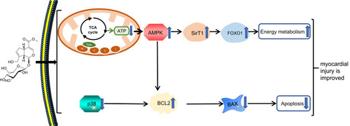 Figure 8 Signaling pathway of geniposide in improving myocardial injury.