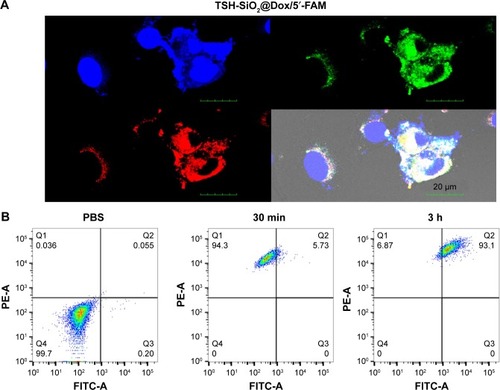 Figure 3 A study of the uptake of TSH-SiO2/Dox/5′-FAM. Confocal laser scanning of cells treated with TSH-SiO2/Dox/5′-FAM after 3 h. The targeting NPs were labeled by 5′-FAM (green). Hoechst stained the cell nucleus. Red fluorescence came from Dox. Scale bars =20 µM (A). To quantitatively monitor the NPs and the drug, cells were treated with TSH-SiO2/Dox/5′-FAM, and then red and green fluorescence were monitored by flow cytometry. PBS-treated group (left), TSH-SiO2@Dox/5′-FAM-treated group at 30 min (middle) and 3 h (right) (B).Abbreviations: 5′-FAM, 5-carboxyfluorescein; Dox, doxorubicin; NP, nanoparticle; PBS, phosphate buffered saline; SiO2, silicon dioxide; TSH, thyroid–stimulating hormone.