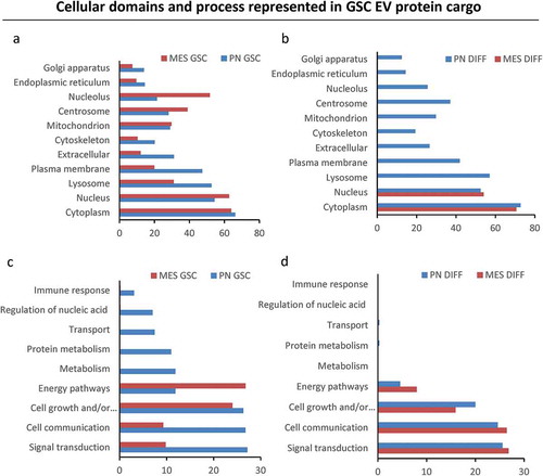 Figure 8. Gene ontology analysis of extracellular vesicle proteomes across subtypes and differentiation states of donor GSCs. GO analysis was performed using FUNRICH database. EV cargos of the indicated GSC populations differ with regards to their cellular compartment (a) and molecular functions (b).