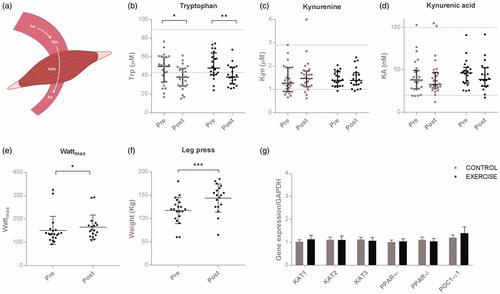 Figure 2. Kynurenine metabolism towards kynurenic acid is not affected by exercise training. (a) Schematic representation of the degradation of tryptophan (Trp) to Kynureninic acid (KA). Plasma levels of (b) Tryptophan (Trp), (c) Kynurenine (Kyn) and (d) Kynurenic acid (KA) before (Pre) and after (Post) 12 weeks of exercise training. The dotted horizontal lines represent the reference plasma levels. Changes in (e) Wattmax and (f) 1 repetition maximum (1RM) leg press from pre- to post-intervention in the exercise group (these data were not available in the CON group). Muscular gene expression levels post-intervention of (g) KAT1-3, PPARα, PPARδ and PCG1α1 in the two groups. Data are presented as median values with IQR for b-d, and means ± SD for e.g., Statistical significance was tested by paired non-parametric Wilcoxon signed-rank test. *p < 0.05, **p < 0.01. KATs = kynurenine-amino-transferases.