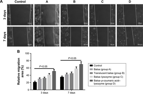 Figure 12 (A) Cell migration of the five groups at 3 and 7 days (white lines represent cell-migration progress). (B) Relative migration (%).