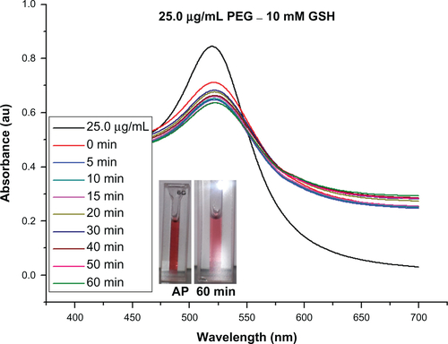 Figure S3 Ultraviolet-visible absorbance spectra for gold nanoparticles conjugated with PEG (25.0 μg/mL), stability in 10 mM glutathione (GSH).Abbreviations: PEG, poly(ethylene glycol); AP, as prepared sample and in GSH after 60 minutes.