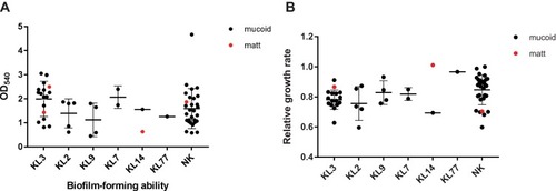 Figure 5 Biofilm-formating ability and relative growth rate. (A) Biofilm-forming ability of different capsular types. (B) Relative growth rate of different capsular type strains, taking the isolate 1 as reference. Both biofilm-forming ability and relative growth rate had no significant differences between matt and mucoid isolates.Abbreviation: NK, unknown capsular types.