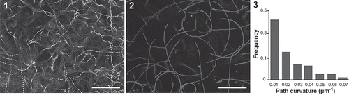 Figs 1–3. The trajectories of free- and thigmotactic-swimming male gametes in E. siliculosus. Figs 1, 2. The swimming trajectories of free-swimming male gametes (Fig. 1) and thigmotactic-swimming male gametes (Fig. 2) are obtained by image processing during a period of 2s. Fig. 3. Frequency of the swimming path curvatures (absolute value) of thigmotactic-swimming male gametes (n = 115). Scale bars = 100 µm.