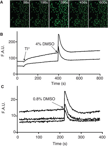 Figure 1. Fluorescence imaging of the DMSO-induced increase in intracellular Tl+ in CHO-K1 cells. (A) Representative intracellular Tl+ fluorescent images at different time points: 98 s, without Tl+; 198 s, after addition of 2 mM Tl+; 396 s, immediately after application of 4% DMSO; 456 s, Tl+ fluorescent intensity approaching the stable level; 600 s, Tl+ fluorescent intensity getting stable. (B) Representative raw data traces for time course of fluorescence changes described in (A). (C) Representative traces for DMSO-induced fluorescence changes. The DMSO was applied after obtaining stable Tl+ fluorescent level. Scale bar = 20 μm. F.A.U., fluorescence arbitrary unit. This Figure is reproduced in color in the online version of Molecular Membrane Biology.