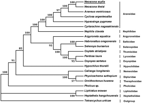 Figure 1. Phylogenetic tree showing the relationship between N. scylla and 19 other spiders based on neighbour-joining method. Tetrancychus urticae was used as an outgroup. GenBank accession numbers used in the study are the following: Neoscona theisi (NC_026290.1), Araneus ventricosus (KM588668.1), Hypsosinga pygmaea (KR259803.1), Cyrtarachne nagasakiensis (KR259802.1), Cyclosa argenteoalba (KP862583.1), Nephila clavata (NC_008063.1), Argyroneta aquatica (NC_026863.1), Habronattus oregonensis (AY571145.1), Selenops bursarius (NC_024878.1), Oxytate striatipes (NC_025557.1), Pardosa laura (KM272948.1), Oxyopes sertatus (NC_025224.1), Pholcus sp. (KJ782458.1), Phyxioschema suthepium (NC_020322.1), Ornithoctonus huwena (AY309259.1), Calisoga longitarsis (EU523754.1), Hypochilus thorelli (EU523753.1), Liphistius erawan (NC_020323.1), Heptathela hangzhouensis (AY309258.1), and T. urticae (EU345430.1). Spider determined in this study was underlined.