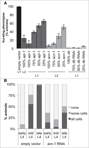 Figure 2. Loss of acn-1 enhanced the apl-1(RNAi) phenotype and affected apl-1 expression. (A) RNAi-mediated knockdown of acn-1 and apl-1 enhanced the suppression of the let-7 bursting-vulva phenotype. This effect was dose-dependent. A gradient of the quantity of RNAi was achieved by mixing the indicated percentage of tested RNAi construct with the corresponding amount of empty vector RNAi (experimental details in Materials and Methods). We observed a significant enhancement of the suppression phenotype in animals fed with a double RNAi construct (dbRNAi) targeting both acn-1 and apl-1 sequences. 10–19% of animals fed with dbRNAi stalled at the L1 or L2 stage and were excluded from the calculation of the percentage of animals exhibiting the bursting-vulva phenotype. The L1 and L2 labels designate the developmental stage at which animals were placed on RNAi bacteria. (B) Expression of the apl-1::gfp::unc-54 3′UTR construct in hypodermal seam cells at different developmental stages in nematodes fed empty vector (L4440) or acn-1 RNAi. Shown is the percentage of animals with seam cell GFP expression.