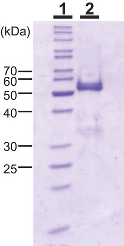 Figure 1. Molecular mass of SdChiA from S. doederleinii.SDS-PAGE was performed using the method of Laemmli. Lane 1, marker proteins; lane 2, purified SdChiA from S. doederleinii. The gel was stained with Coomassie brilliant blue R250.