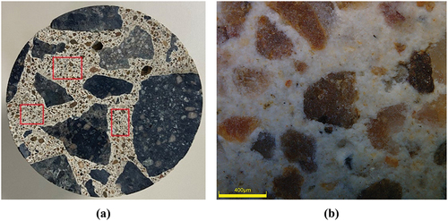 Figure 3. Cross section of sampling (a) macro morphology of concrete sample surface and (b) micro morphology of mortar.