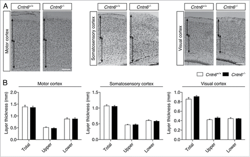 Figure 3. Cortical thickness in Cntn6-deficient mice. (A) Nissl-stained sections of the motor cortex, somatosensory cortex and visual cortex of adult wild-type and Cntn6−/− mice. Arrows indicate upper and lower layer thickness. The scale bar indicates 250 μm. (B) Quantitative analysis of the represented upper and lower cortical areas demonstrate equal cortical thickness between the genotypes. Analysis was performed on at least two sections per brain from wild-type and Cntn6−/− adult mice (n = 5 per genotype) using unpaired Student's t test and one-way ANOVA. Data are presented as mean ±SEM.