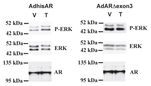 Figure 2 Deletion of exon 3 eliminates non-classical AR activity. 15P-1 Sertoli cells were infected with adenovirus constructs expressing wild type AR (AdhisAR) or exon 3-deleted AR (AdARΔexon 3). P-ER K, ER K and AR levels were determined by western blot after a 10 min stimulation in serum free media with vehicle (V) or 100 nM testosterone (T).