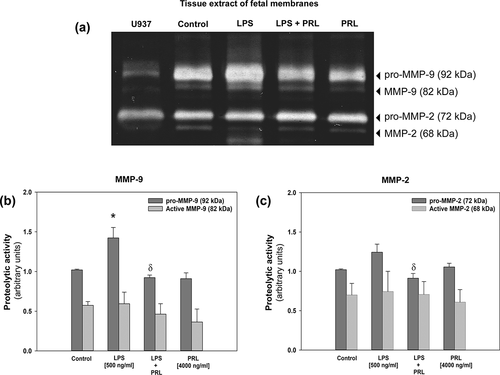 Figure 5. Representative zymogram for MMP-9 and MMP-2 associated to tissue after co-treatment with LPS (E. coli) and human recombinant PRL (a). Lysis band induced by MMP-9 (b) and MMP-2 (c) was quantified by densitometric analysis. Each bar represents the mean and standard error of 4 independent experiments. Significant differences (p < .05) are marked (*) between basal condition and LPS, and (δ) between LPS and PRL co-treatment.