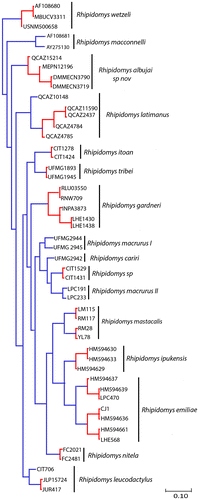 Figure 8. Delimitation of the putative species model based on Poisson Process Tree. Bayesian inference phylogeny based on mitochondrial cytochrome b gene. Monophyletic groups in red indicate a single putative species and the terminal branches are in blue.