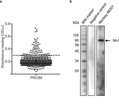 Figure 2. Serological analysis of macaque sera on PRV3M. (a) Whole virus ELISA of macaque sera. PRV3M particles were purified by ultracentrifugation and were used as the antigen for ELISA analysis. Cut-off value was determined by 3 standard deviation of the geometric mean. (b) Determination of the immune-dominant epitopes of PRV3M. Purified PRV3M particles were used as the antigen for Western blot analysis. Serum from monkey #6301 was used to detect PRV3M antigens. PRV3M Mu1 is indicated with an arrow.