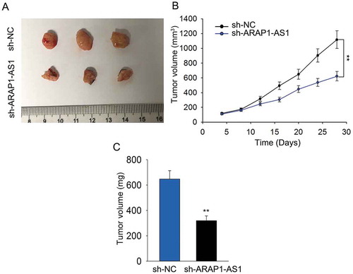 Figure 3. Knockdown of ARAP1-AS1 inhibited BCa cell growth in vivo.A. Tumor derived from J82 cells stably transfected with sh-ARAP1-AS1 or sh-NC was observed. B-C. Both tumor volume and tumor weight were measured in response to ARAP1-AS1 knockdown. **p < 0.01 vs. control group.