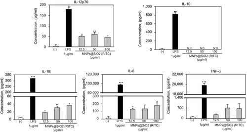 Figure 4 MNPs@SiO2(RITC) enhances BMDC cytokine production. Immature BMDCs (1×106 cells) derived from C57BL/6 mice were incubated for 24 h at 37 °C with LPS or MNPs@SiO2(RITC). Cytokine were analyzed by ELISA. The results are representative of three experiments. *p<0.05, **p<0.01, and ***p<0.001 vs untreated BMDCs.