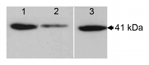 Figure 3. PtaRHE1 accumulation in stem xylem of P. tremula x P. alba in response to water availability. Western blot analysis was performed with total protein extract (15 µg) from xylem of 5-mo-old poplar. Plants watered 3 times a wk (lane 1), plants not watered for 7 d (lane 2), and plant re-watered for 7 d (lane 3). Lane 3 corresponds to a different western blot analysis than lanes 1 and 2.