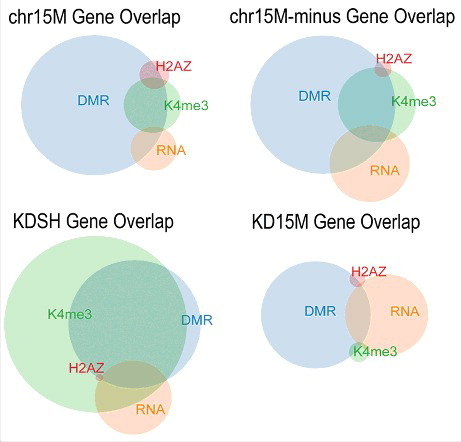 Figure 2. Overlap of dataset gene lists shows effect of altered UBE3A levels on the epigenome. Size-dependent Venn diagrams show a graphical representation of the gene lists generated by each genomic assay for each comparison group. Circles indicate the relative number of genes for each dataset and show the level of overlap between datasets within each comparison group.