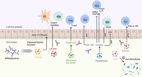 Figure 2. Bifidobacterium-derived metabolites modulate transcription factors and cytokine production in immune cells as well as in gut epithelium.