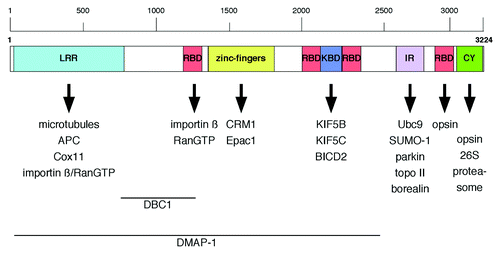 Figure 2. Schematic representation of Nup358 domain organization and binding partners. Regions within Nup358 important for nuclear import of DBC1 and DMAP-1 are indicated. LRR, leucine-rich region; RBD, Ran-BP1-like RanGTP binding domain; KBD, kinesin binding domain; IR, internal repeats; CY, cyclophilin A homology domain.