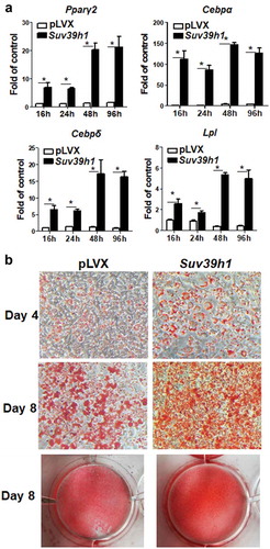 Figure 4. Suv39h1 overexpression promotes 3T3-L1 adipogenesis. (a) Suv39h1 overexpression promotes adipogenic gene expression in 3T3-L1 preadipocytes. (b) Oil Red O staining reveals more lipid accumulation in Suv39h1 overexpressing cells. 3T3-L1 preadipocytes were infected with the Suv39h1 pLVX lentivirus, selected with puromycin and differentiated as described in the Methods. Gene expression was measured by quantitative PCR. All data are expressed as mean ± SEM, n = 4. *p < 0.05 vs. scramble control