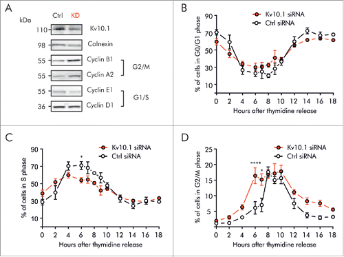 Figure 4. Kv10.1 depletion disrupts cell cycle progression in HeLa cells. A. Western blotting showed upregulated expression of Cyclins A2 and B1 upon Kv10.1 knockdown. Expression of Cyclins D1 and E1 was comparable between knockdown and control. B-D. HeLa cells transfected with siRNA control (black trace) and Kv10.1 siRNA (red trace) were synchronized with a double thymidine block and released into fresh medium. Cells were harvested at the indicated time points for FACS analysis of cell cycle profile. B. Percentage of cells in G0/G1 phase. C. Percentage of cells in S phase. D. Percentage of cells in G2/M phase. HeLa cells accumulated at G2/M upon Kv10.1 knockdown. All experiments were performed at least 3 times.