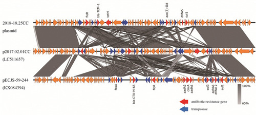 Figure 3 Sequence alignment of the putative MDR region in plasmids. Plasmids 2018–18.25CC and p2017.02.01CC were present in the chicken and human isolates, respectively. The reference IncHI2 plasmid pECJS-59-244 was isolated from a pig in a previous study.