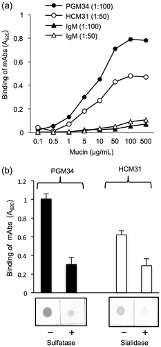 Fig. 2. Binding of PGM34 and HCM31 mAbs to immobilized mucins.Notes: (a) Mucins were immobilized on an ELISA plate, and the indicated concentration of PGM34 (-●-) or HCM31 (-○-) mAbs was added to each well. IgM was used as a control (-▲-, -△-). The log values of the concentration of mucin (μg/mL) are shown. (b) Effects of enzymatic treatment with sulfatase or sialidase on binding of PGM34 (■) and HCM31 (□) mAbs to mucins. Mucins were immobilized on an ELISA plate and nitrocellulose membrane. Binding tests were performed as described in the text. For all studies, error bars indicate standard deviations (n = 5).