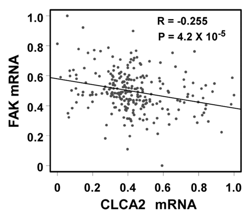 Figure 7. A negative correlation between CLCA2 and FAK expression in human breast cancer tissues. An expression microarray experiment conducted by Miller, et al.Citation37 and available at the GEO database (data set GSE3494) was queried for levels of CLCA2 and FAK. Normalized mRNA signals (lowest = 0, highest = 1) from 251 breast cancer samples were plotted. The Pearson correlation coefficient is shown.
