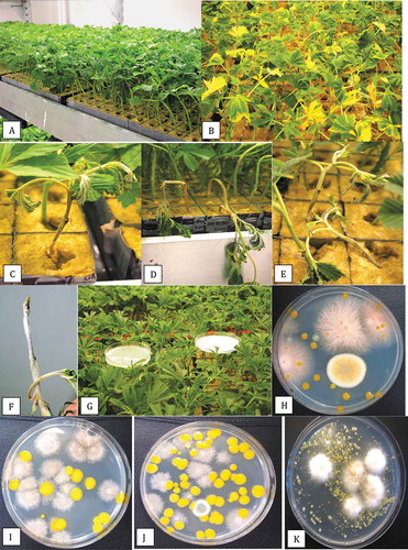 Fig. 4 Development of Fusarium oxysporum on cannabis cuttings in a propagation room. (a) Healthy cuttings one day after insertion into rockwool blocks. (b) Symptoms of yellowing associated with F. oxysporum infection after 2 weeks. (c-e) Symptoms of damping-off on cuttings, showing wilting of leaves and total collapse. (f) White mycelial growth and necrosis due to infection by F. oxysporum on a diseased cutting. (g) Sampling for air-borne fungi by placing Petri dishes on the canopy for a 1 hour exposure. (h) Pink colonies of F. oxysporum recovered on exposed Petri dishes placed in the propagation room. (i, j) Recovery of light brown colonies of Peziza ostracoderma and bright yellow colonies of Sphingobium sp. on exposed Petri dishes in the propagation room. (k) Colonies of F. oxysporum recovered from plating of drainage water from the rooting room