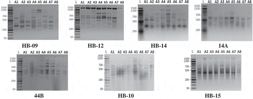 Figure 1. Banding patterns of ISSR-PCR products for eight seedy strains of Alamar apricot rootstock produced with seven primers. L, 1.5 kbp ladder and lanes 2 to 9 represent the eight genotypes.