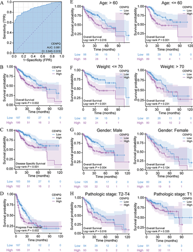 Figure 3 Diagnostic and prognostic value of CENPQ in HCC. (A) ROC analysis indicating good diagnostic performance of CENPQ mRNA profiling in distinguishing HCC samples from normal liver tissue. Kaplan-Meier curves showing the relationship between CENPQ expression and OS (B), DSS (C), and PFI (D). (E–H) Kaplan-Meier curves of OS in subgroups of HCC patients. (E) Age, >60 and ≤60 years, (F) weight, ≤70 and >70 kg, (G) gender, male and female, (H) pathological stage, T2-T4 and T1.