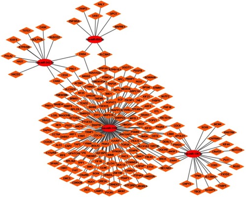 Figure 5 MiRNA-mRNA regulatory network of 6 upregulated miRNAs associated with FOXP4-AS1.