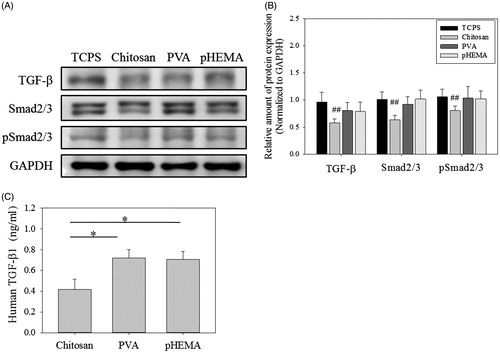 Figure 4. TGF-β pathway protein expression of fibroblasts on biomaterials. (A) Western blot results of TGF-β, Smad2/3 and pSmad2/3 expressions in cells. (B) The relative amount of TGF-β, Smad2/3 and pSmad2/3 protein expressions in cells (n > 3). ##p < .01 means these groups were compared to the TCPS groups. (C) Human TGF-β concentration of the medium which cells were cultured for 3 days (n = 3). *p < .05.