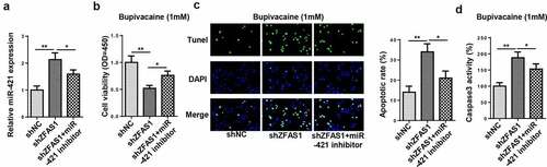 Figure 4. ZFAS1 mitigated bupivacaine-induced neurotoxicity via miR-421