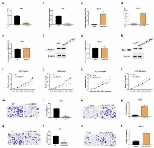 Figure 2. Circular GOLPH3 RNA (circGOLPH3) promotes the proliferation, migration, and invasion of oral squamous cell carcinoma (OSCC) cells. (a–b) Short-interfering RNAs (siRNAs) targeting circGOLPH3 were transfected into UM1 or HN4 cells. The knockdown efficiency of siRNAs was determined using quantitative real-time polymerase chain reaction (qRT-PCR). (c–d) circGOLPH3 overexpression plasmids were transfected into HSC-3 or HSC-6 cells. The levels of circGOLPH3 in the circGOLPH3 overexpression plasmid-transfected cells were determined using qRT-PCR. mRNA and protein levels of GOLPH3 in UM1 (e–f) and HSC-3 cells (g–h). (i–l) Proliferation rates of the UM1 (i), HN4 (j), HSC-3 (k), and HSC-6 (l) cells were determined using the cell counting kit 8 assay. The effects of circGOLPH3 knockdown on UM1 cell migration (m–n) and the effects of circGOLPH3 overexpression on HSC-3 cell migration (o–p) were examined using the migration assay. UM1 (q–r) and HSC-3 (s–t) cells were subjected to the invasion assay.