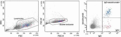 Figure 4. Enrichment of antigen-specific B cells. Gating strategy for single cell sort. Lymphocytes isolated from a rabbit immunized with secukinumab were defined based on FSC and SSC, subsequent exclusion of doublets and gating on either IgG+ B cells (red) or enriched for secukinumab-specific IgG+ B cells (blue).